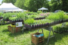 WO-SNRPlantSale-May2017_05