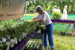 WO-SNRPlantSale-May2017_09