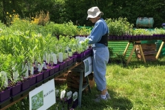 WO-SNRPlantSale-May2017_18