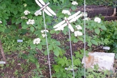 2016-05-gathering-dawn-weber-yard-12
