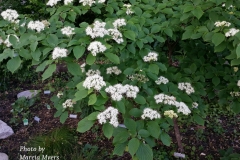 2016-05-gathering-dawn-weber-yard-13