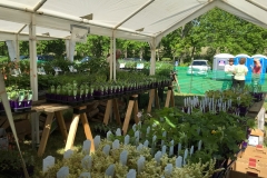 plant-sale-may-2016-02.JPG