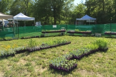 plant-sale-may-2016-03.JPG