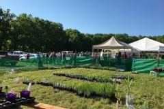 plant-sale-may-2016-05.JPG
