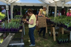 plant-sale-may-2016-11.JPG