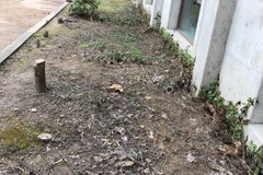 2017_Ethical_Society_butterfly_garden_01