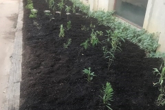 2017_Ethical_Society_butterfly_garden_02