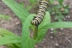 20170511_monarch_caterpillar.01