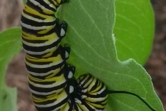 monarch_J