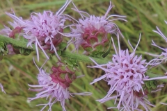 Liatris aspera -Victoria glade- bracts pouched, purple tinge, wavy, scallped, irregular-lower leaf 1 main vein_01