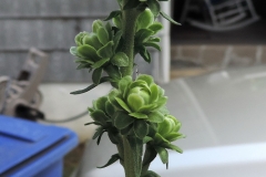 Liatris scariosa -bracts margins thin, some curved out or scalloped, margins purple-lower leaf 1 main vein_01