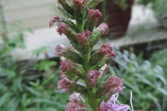 Liatris spicata_01