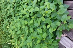 Lizard's tail (Saururus cernuus)