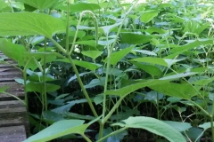 Lizard's tail (Saururus cernuus)