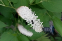 Lizard's tail (Saururus cernuus)