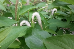 Lizard's tail (Saururus cernuus)