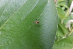 Insect on Lizard's tail (Saururus cernuus) leaf