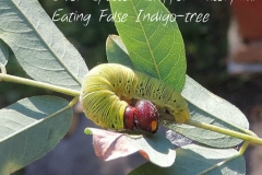2016_contest_Bildner_Skipper-caterpillar-eating-false-indigo-tree