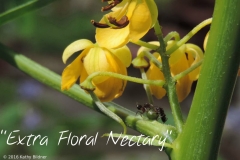 2016_contest_Bildner_extra_floral_nectary