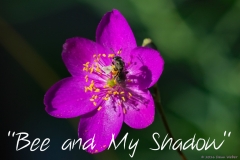 2016_contest_Weber_bee_my_shadow