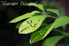 1st place Flora Category: Dawn Weber's "Garden Doodles".