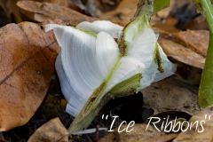 2016_contest_Weber_ice_ribbons
