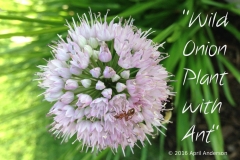 April Anderson's photo contest entry, "Wild Onion with Ant"