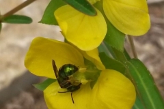A visitor to seedbox (Ludwigia alternifolia)