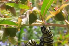 Yes, this is a monarch caterpillar starting a chrysalis on seedbox (Ludwigia alternifolia)