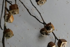 Box-like seed heads of seedbox (Ludwigia alternifolia)