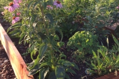 2017_Town_and_Country_Community_Garden_03