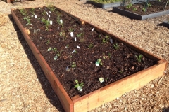 2017_Town_and_Country_Community_Garden_planting_01