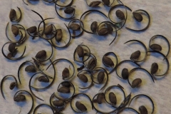 Wild_geranium_seeds_01_KB