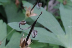 Wild_geranium_seeds_02_KB