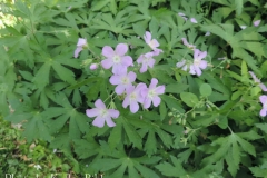 wild_geranium_maculatum_02_KB