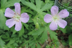 wild_geranium_maculatum_03_KB