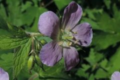 wild_geranium_maculatum_05_KB