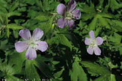 wild_geranium_maculatum_06_KB
