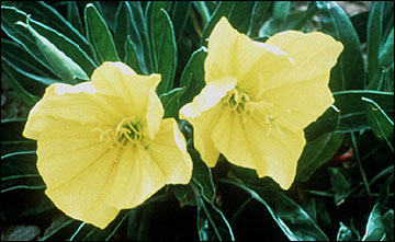 Flowers of Missouri primrose