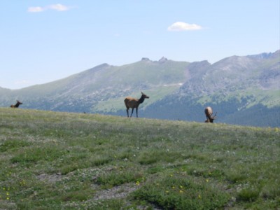 Elk grazing in Rocky Mountain National Park
