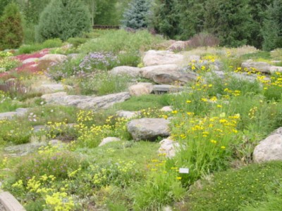 Steamboat Springs Botanical Garden flowers