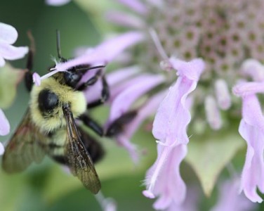 Bumble bee pollinating a Monarda flower