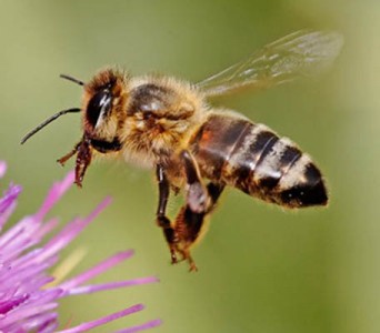 Honeybee at flower