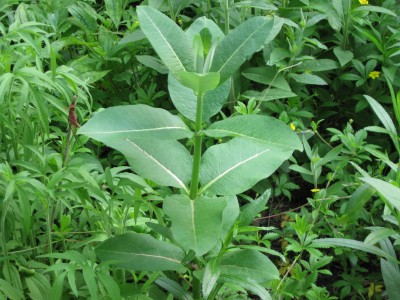 Common milkweed (Asclepias syriaca) 