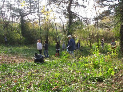 Wild Ones at the 2011 Forest Park honeysuckle removal project