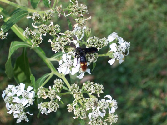 Crownbeard - Verbesina virginica in bloom