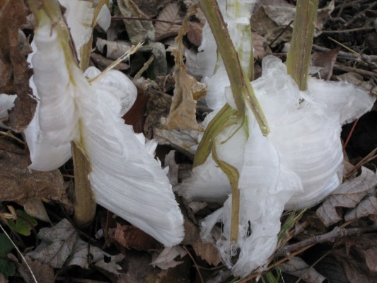 Frost flowers