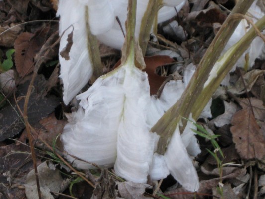 Frost flowers