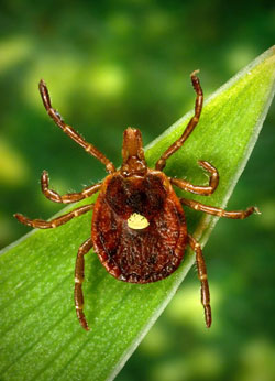 Lone star tick waiting for its next meal
