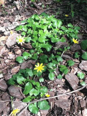 Unidentified plant with yellow spring blooms